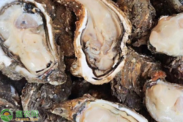生蚝产地排行榜前十名(图1)