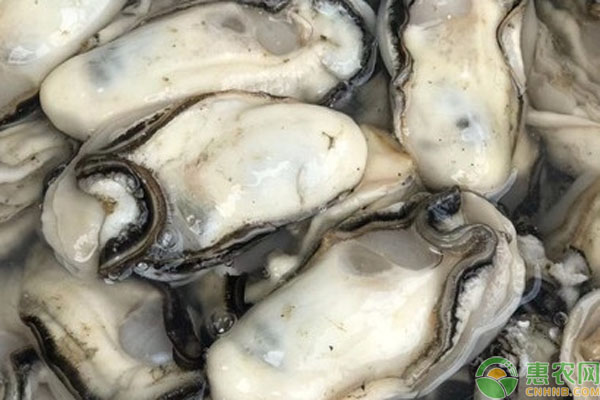 生蚝产地排行榜前十名(图2)