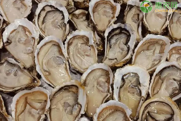 生蚝产地排行榜前十名(图3)