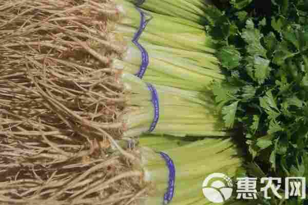 芹菜产地排行榜前十名(图1)