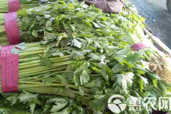 芹菜产地排行榜前十名(图2)
