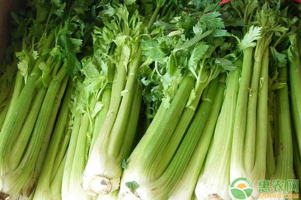 芹菜产地排行榜前十名(图3)