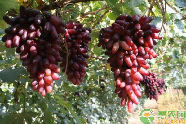 葡萄产地排行榜前十名(图1)