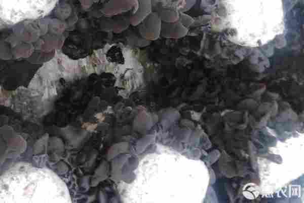 木耳产地排行榜前十名(图1)