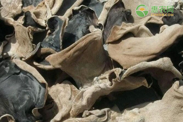 木耳产地排行榜前十名(图2)