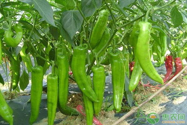 2026年辣椒种子价格多少钱一两？(图3)