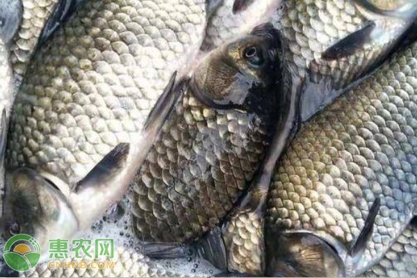 2026年鲫鱼价格多少钱一斤？(图1)