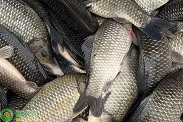 2026年鲫鱼价格多少钱一斤？(图2)