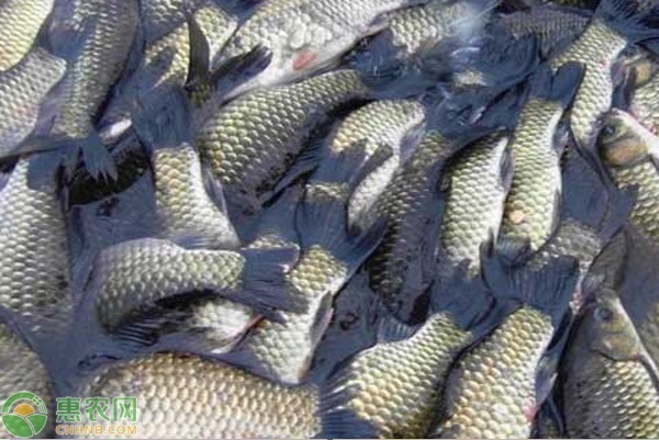 2026年鲫鱼价格多少钱一斤？(图3)