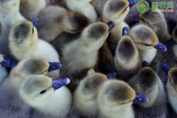 2026年鹅苗价格多少钱一只？(图1)