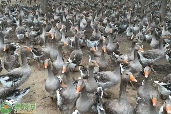 2026年鹅苗价格多少钱一只？(图3)