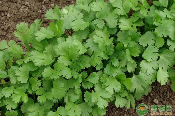 香菜品种排行榜前十(图2)