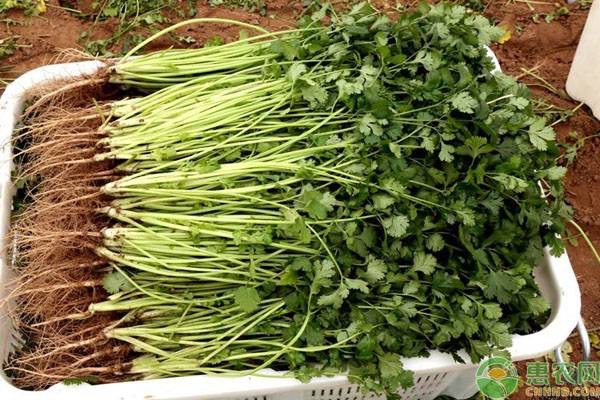 香菜品种排行榜前十(图3)