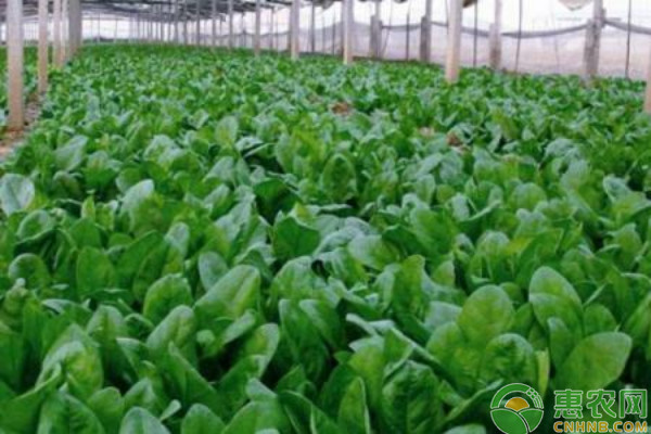 2026年菠菜价格多少钱一斤？(图2)