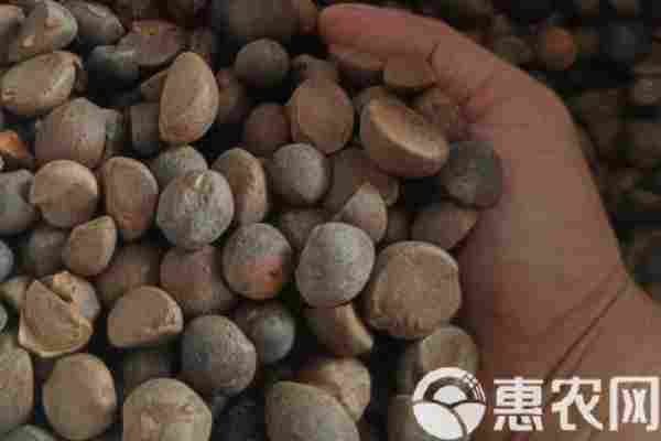 茶籽品种排行榜前十(图1)