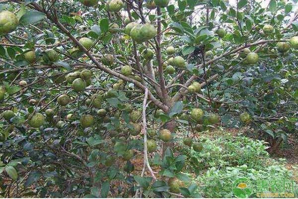 茶籽品种排行榜前十(图2)