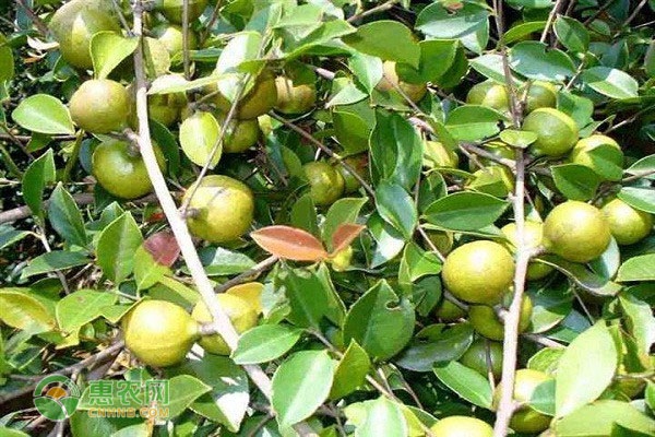 茶籽品种排行榜前十(图3)