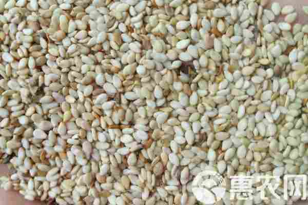 2026年芝麻价格多少钱一斤？(图1)