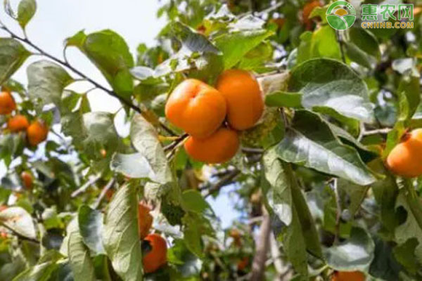 2026年柿子价格多少钱一斤？(图3)