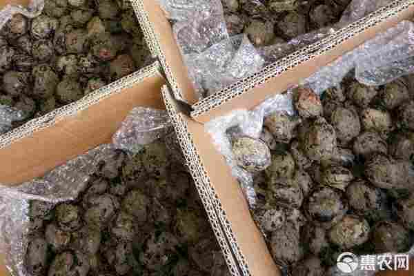 马蹄品种排行榜前十(图1)