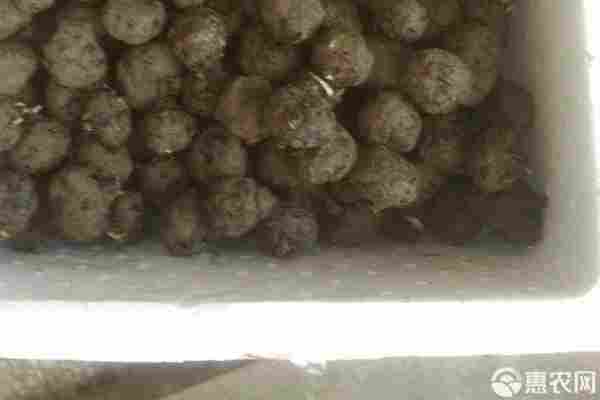 马蹄品种排行榜前十(图3)