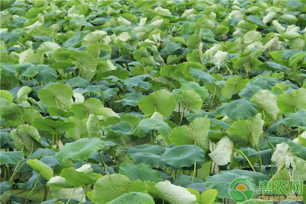 莲藕品种排行榜前十(图1)