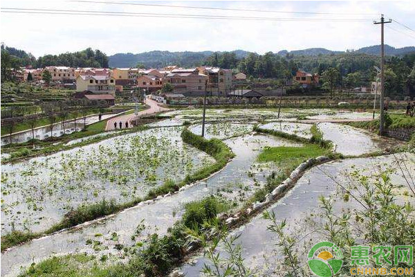 莲藕品种排行榜前十(图2)