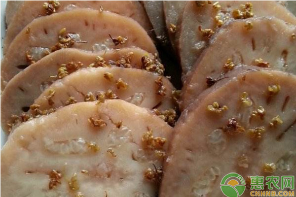 莲藕品种排行榜前十(图3)