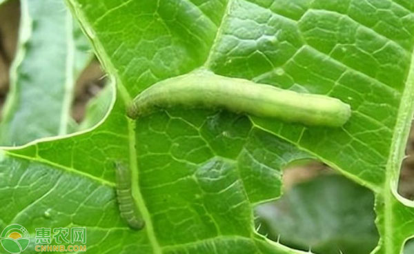 杀虫剂品种排行榜前十(图3)