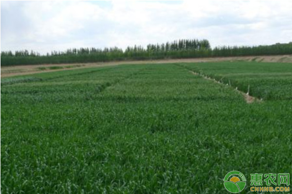 小麦品种排行榜前十(图3)