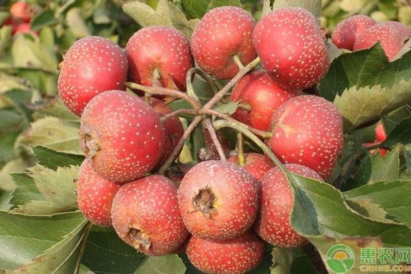 山楂品种排行榜前十(图1)