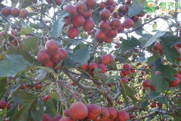 山楂品种排行榜前十(图3)