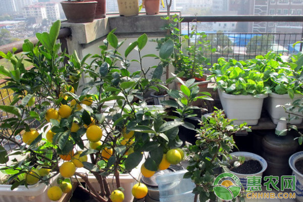 柠檬品种排行榜前十(图1)