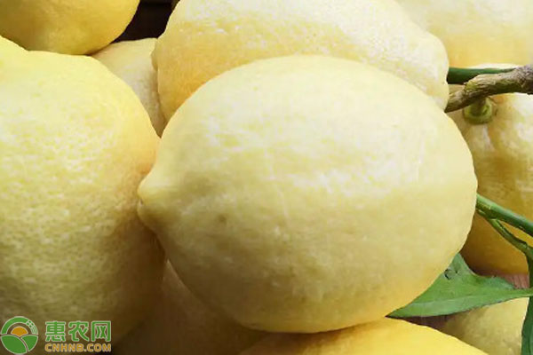 柠檬品种排行榜前十(图2)