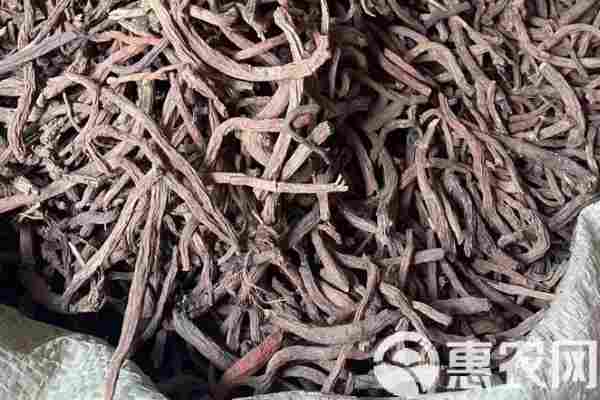 2026年丹参价格多少钱一斤？(图1)