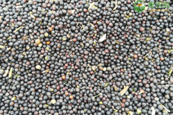 2026年菜籽价格多少钱一斤？(图3)