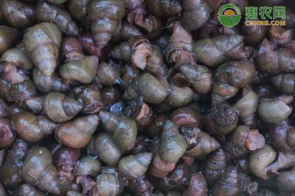 淡水螺品种排行榜前十(图1)