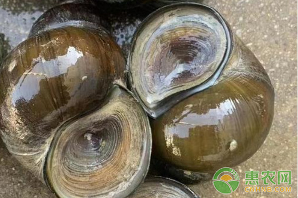 淡水螺品种排行榜前十(图2)
