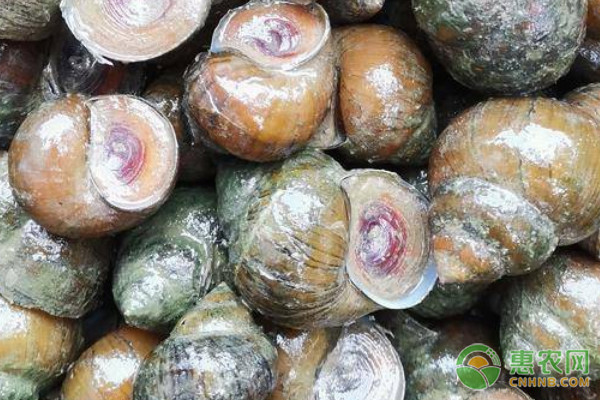 淡水螺品种排行榜前十(图3)