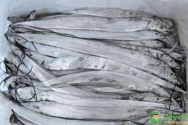 带鱼品种排行榜前十(图3)