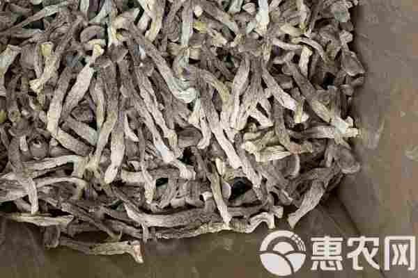 2026年鹿茸菇价格多少钱一斤？(图1)