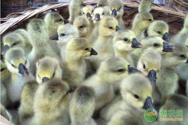 鹅苗品种排行榜前十(图1)