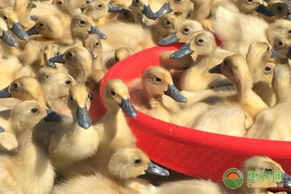 鹅苗品种排行榜前十(图2)
