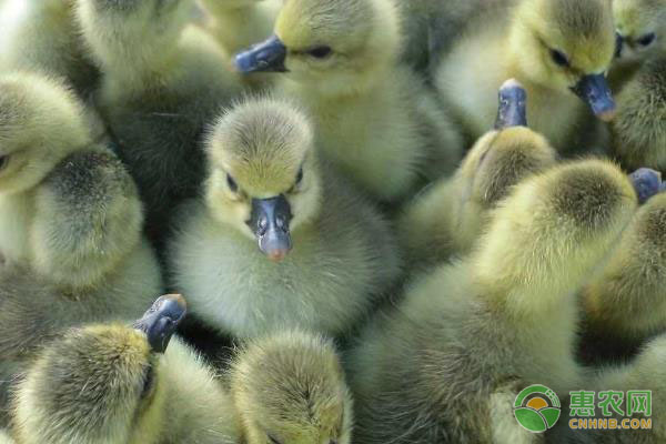 鹅苗品种排行榜前十(图3)