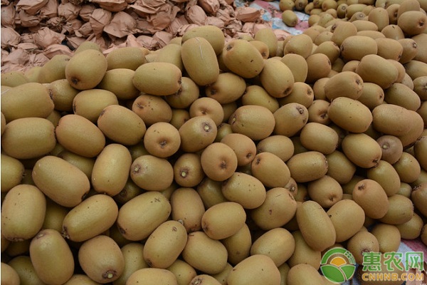 猕猴桃产地排行榜前十(图1)