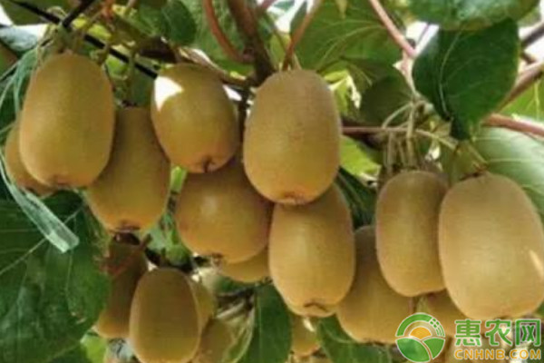 猕猴桃产地排行榜前十(图3)