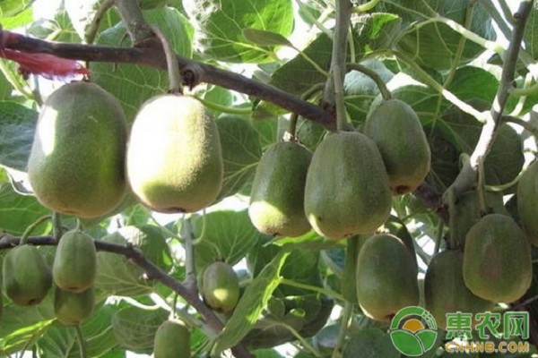 猕猴桃品种排行榜前十(图3)