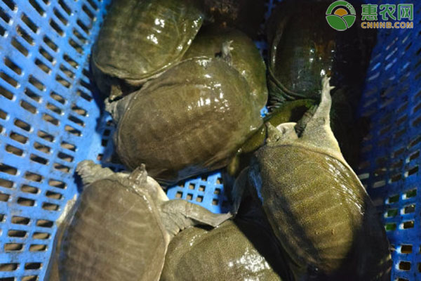 甲鱼产地排行榜前十(图1)