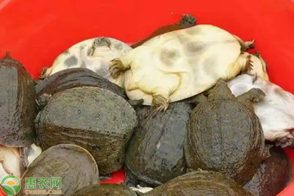 甲鱼产地排行榜前十(图2)