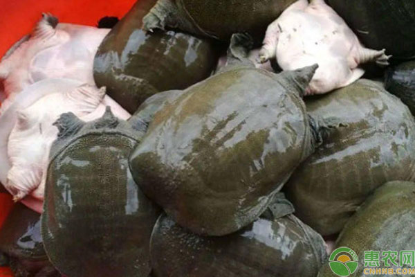 甲鱼产地排行榜前十(图3)